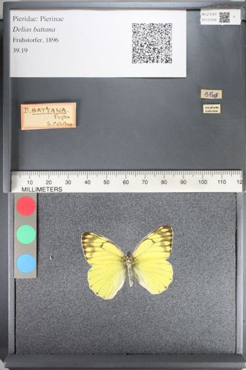 Media type: image;   Entomology 131536